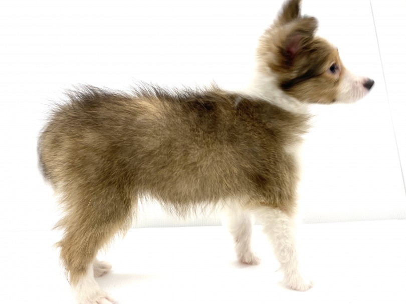 換毛する犬種の中では比較的に部屋のお掃除が楽です | シェットランドシープドック （118543） - 城山店