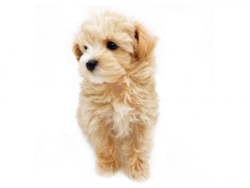初心者必見！ズバ抜けた環境適応能力と人懐っこさ！ | MIX犬 マルプー （120375） - 横浜 今宿店