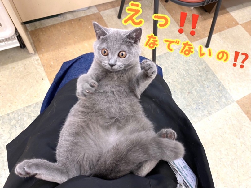 意地悪して撫でずにいるとこの表情 | ブリティッシュショートヘア （118518） - 城山店