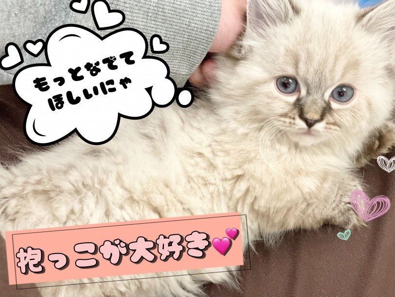 気になる性格！超が付くほどの甘えん坊ボーイ | マンチカン （150183） - 東川口店