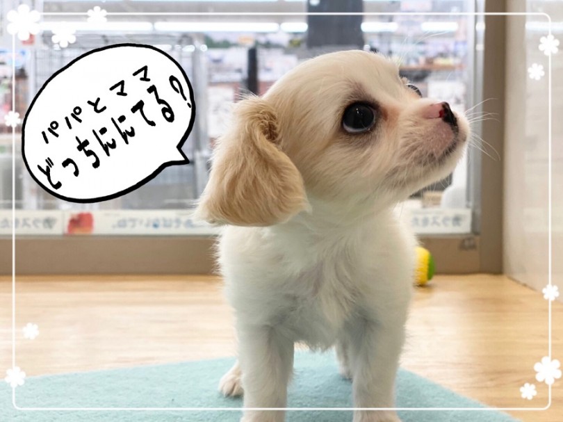 チワワのお父さんとキャバリアのお母さんを両親に生まれたチワキャバ君 | MIX犬 チワキャバ （312004） - 港北ニュータウン店