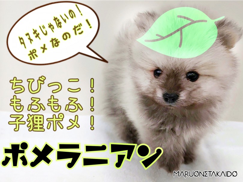 【 ポメラニアン 】まるで子狸！小さめセーブルカラー！可愛いポイント満載！