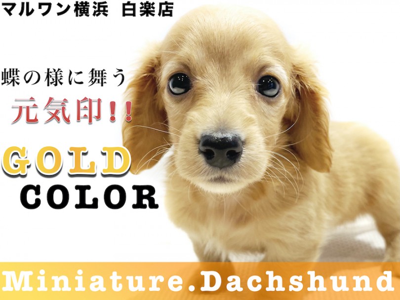 【 M.ダックスフント 】小さめ！生後2ヶ月で869g！健康の維持ポイントも紹介