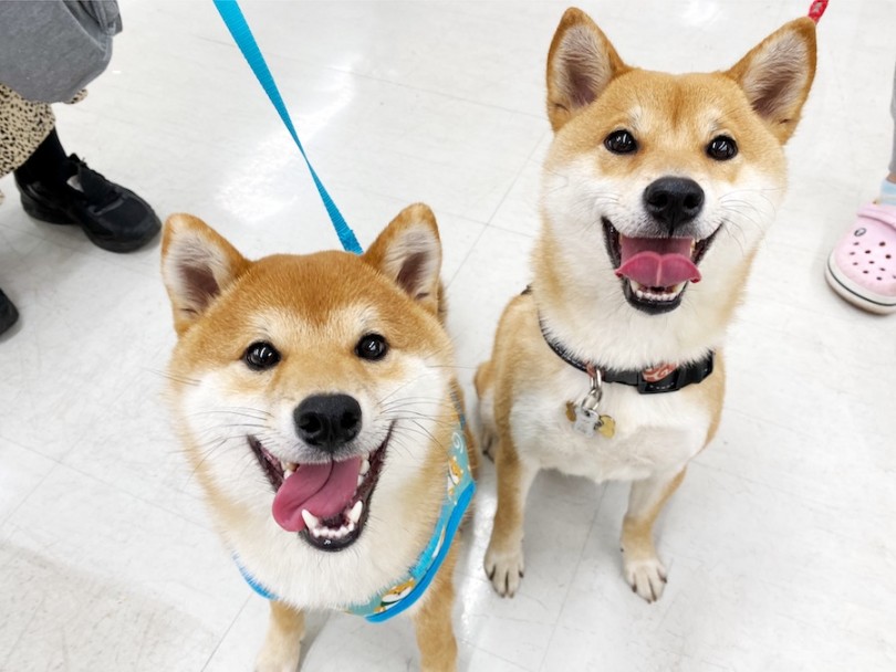 同じく卒業生のタロちゃんと♪ | 横浜今宿店の卒業生インタビュー！初めての柴犬編！ - 横浜 今宿店