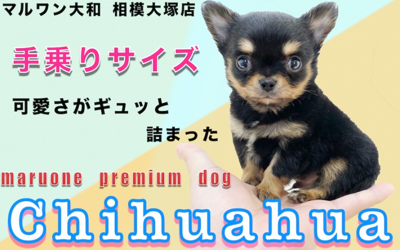 【 チワワ 】生後50日で体重432g!ティーカップサイズ!?可愛い姿を大公開！