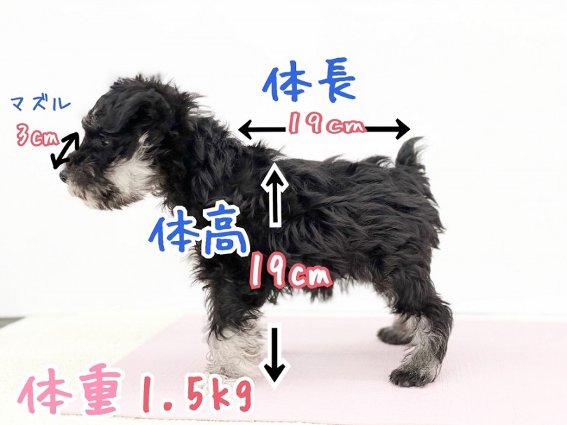 3つのサイズが、それぞれ犬種として公認 | ミニチュア・シュナウザー (312001) - 港北ニュータウン店