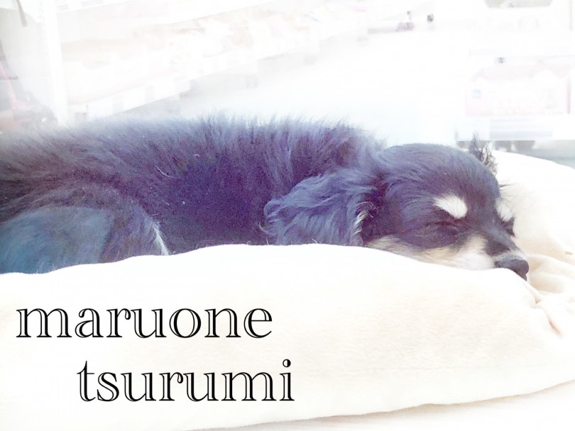 マルックスちゃんを飼う上での注意点などをアドバイス | MIX犬 マルックス (713780) - 鶴見店
