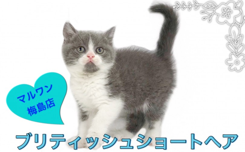 【 ブリティッシュショートヘア 】可愛すぎるお顔！ 初心者必見子猫の育て術！