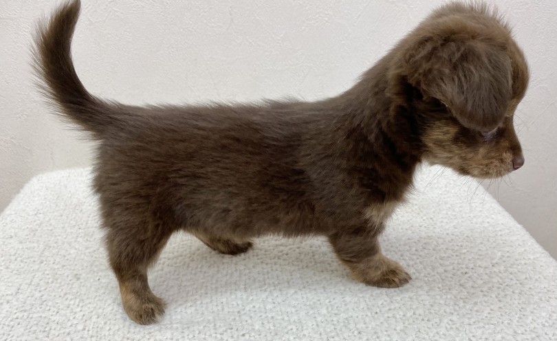 両親のいいところを沢山受け継いでいるハイブリッドなわんちゃん | MIX犬 チワックス （116555） - 下丸子店