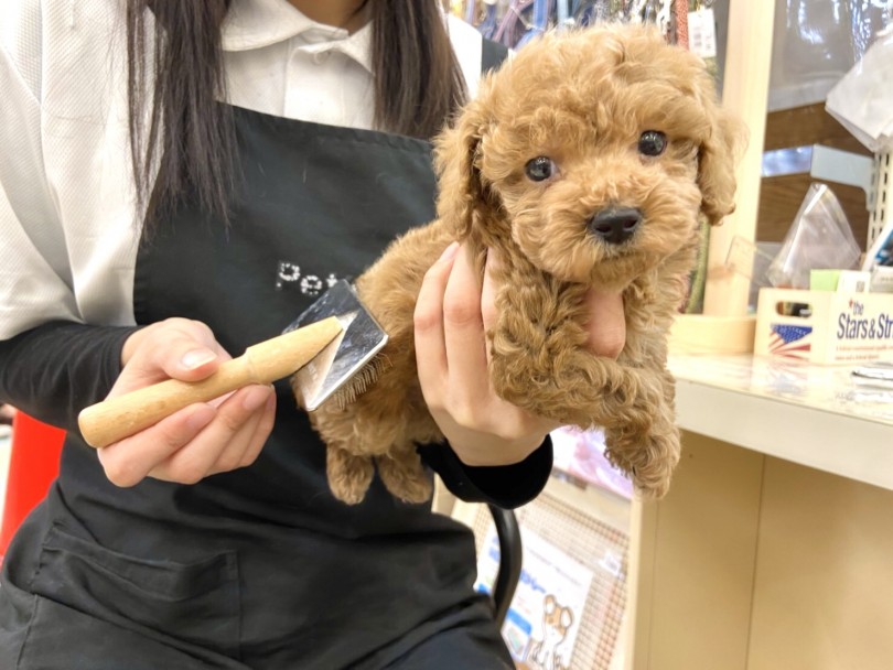 プードルくんの得意のお手入れはブラッシングです。 | トイ・プードル （118556） - 城山店