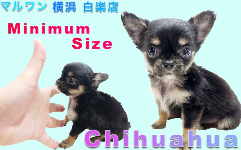 【 チワワ 】小さめ、手のひらサイズ！メリハリをつけた飼い方が大切なのです！