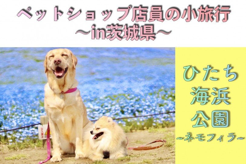 【 ペットショップ店員の小旅行 】おすすめWANスポットをご紹介！in茨城県