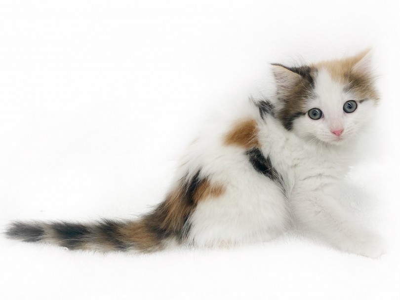 ふわふわ毛並みのキャリコカラー！チャームポイントはまゆげ？ | ノルウェージャンフォレストキャット （119283） - 梅島店