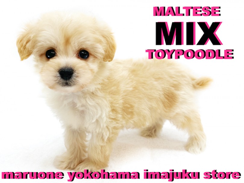 【 マルプー 】マルチーズとトイプードルの最強MIX！女の子の様な甘えんBOY！