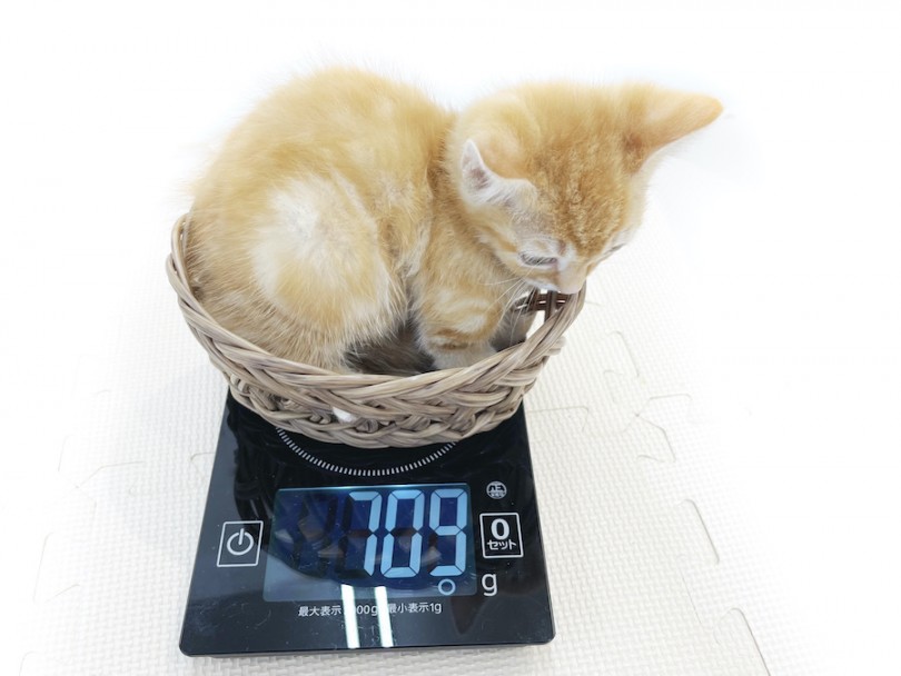 体重測定＆飼育のポイント | マンチカン （814680） - 大和 相模大塚店