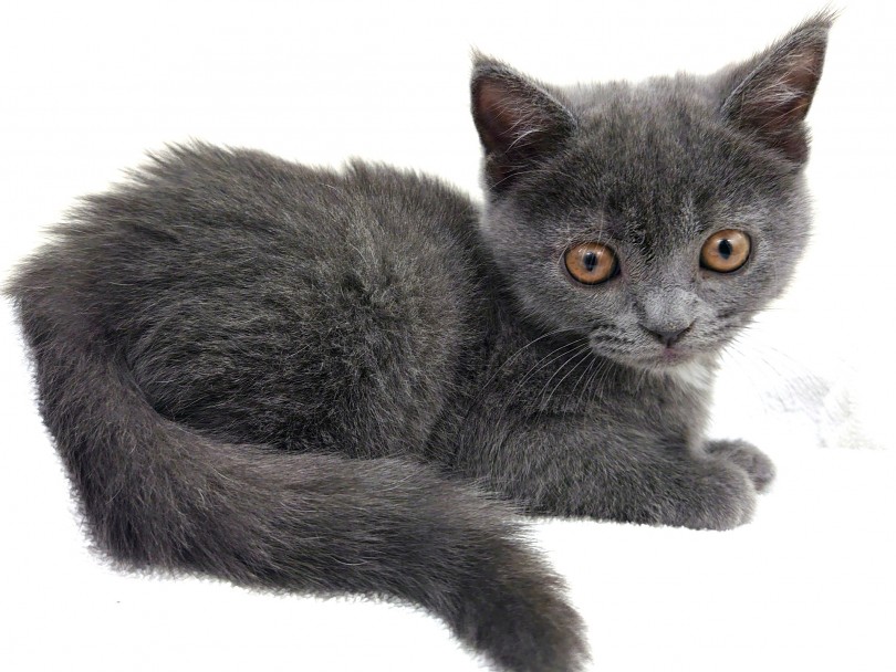 モデルにゃんことはボクの事！本場イギリスの伝統的な猫ちゃん！ | ブリティッシュショートヘア （130318） - 高井戸店