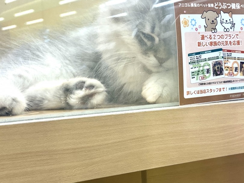 スタッフとたくさん遊んでぐっすりお昼寝中 | サイベリアン （118546） - 城山店
