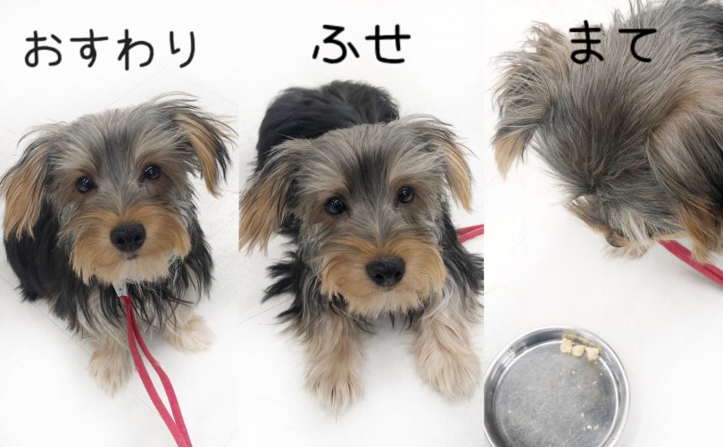 おすわり・まて・ふせ習得済み！アイコンタクトが出来ます！ | ヨークシャーテリア （119264） - 梅島店