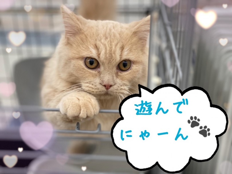 素晴らしい順応性 | マンチカン （312007） - 港北ニュータウン店