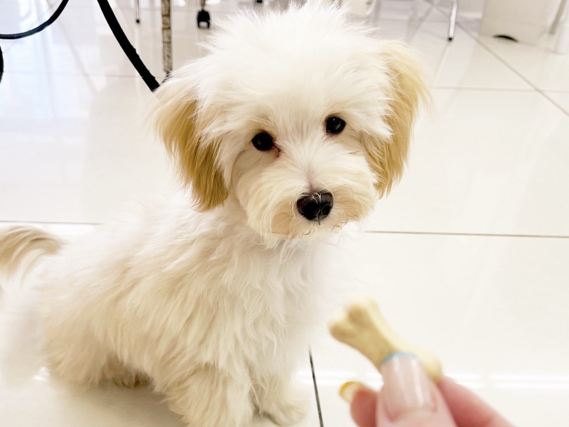 オヤツをあげる意味を考えよう | 犬のおやつ考察 - 横浜 大倉山店