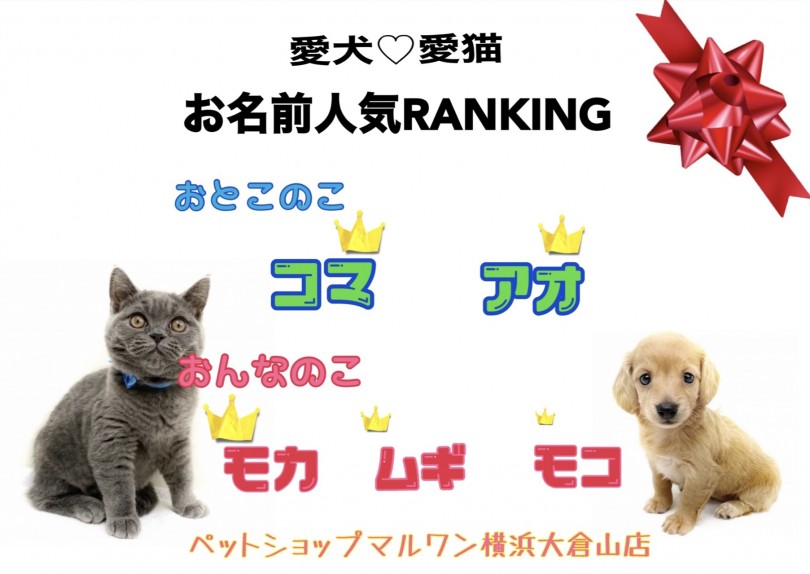 愛犬＆愛猫お名前ランキング発表！ | 大倉山店愛犬・愛猫名前ランキング - 横浜 大倉山店