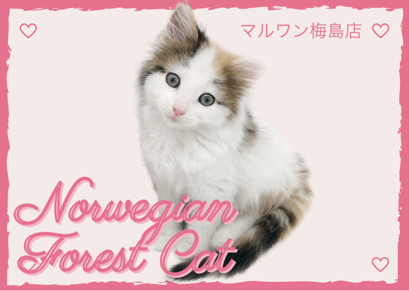【 ノルウェージャンフォレストキャット 】ピンク肉球！順応性抜群な三毛にゃんこ！