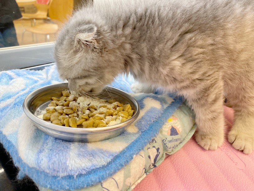 スコくんの元気の源、それは毎日のご飯タイム！ | スコティッシュフォールド （116544） - 下丸子店