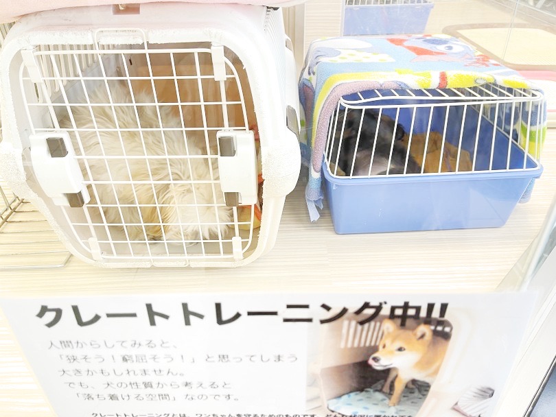 クレートトレーニングはメリットがいっぱい | ミニチュア・ダックスフント （6131005） - 横浜 大倉山店
