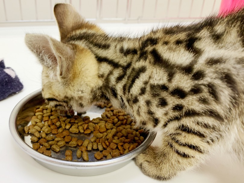 食欲もバッチリ、完食です！ | ベンガル （014369） - 東日暮里店