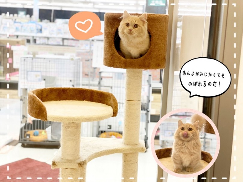 太りやすいマンチカンの体重管理は大切です！ | マンチカン （312007） - 港北ニュータウン店