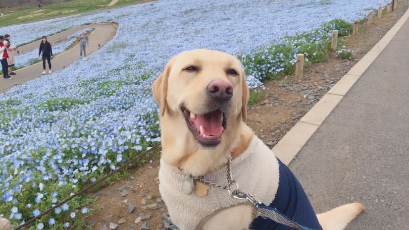 4月〜5月は然程、気温が高くなく、お散歩がしやすい時期です♡ | ペットショップ店員の小旅行  - 横浜 白楽店