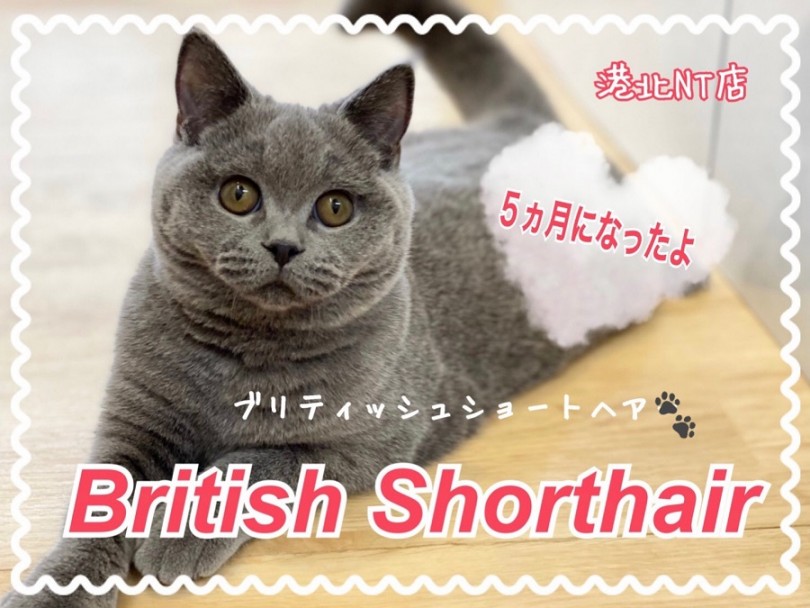 【 ブリティッシュショートヘア 】5ヵ月のブリティッシュちゃん理想の性格に成長中