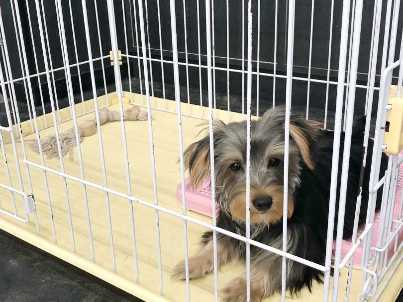 無駄吠えなし！ケージの中でも大人しく、お留守番もバッチリ！ | ヨークシャーテリア （119264） - 梅島店