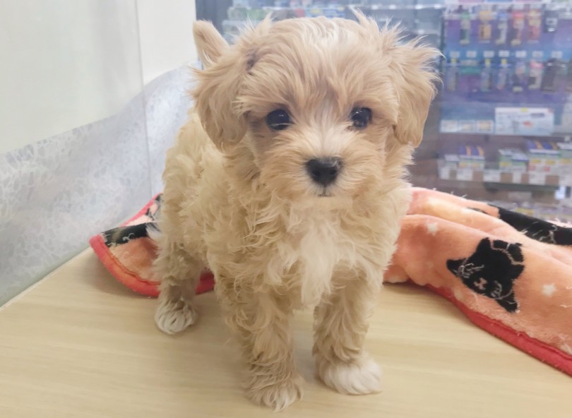 気になる方はお早めに当店へお越しくださいね。 | MIX犬 マルプー （119282） - 梅島店