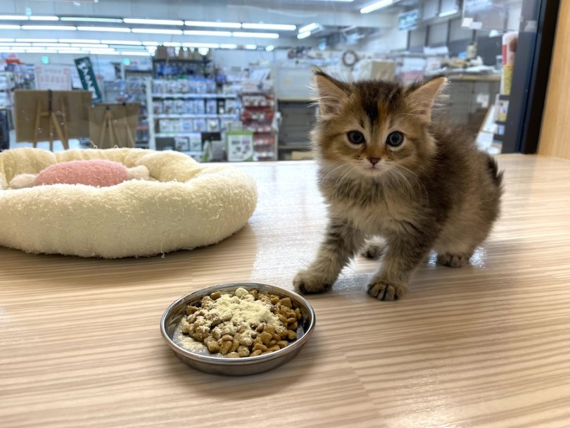 ネオフィリアを抑制する食育 | サイベリアン （814679） - 大和 相模大塚店