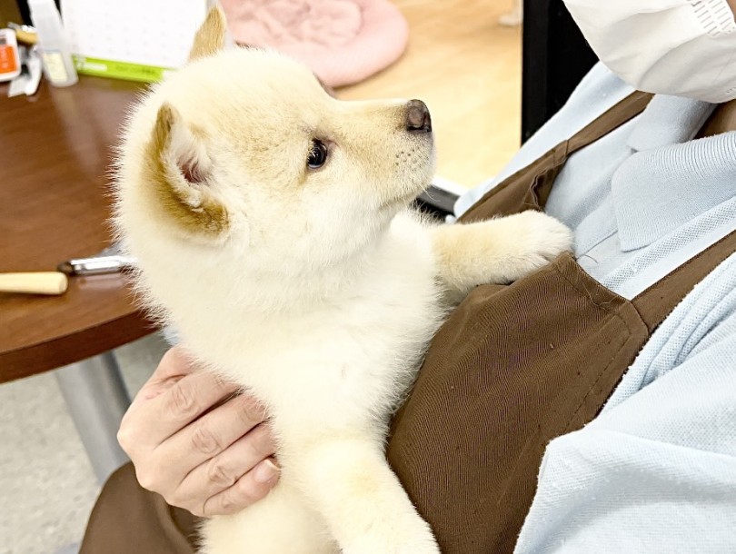 人が大好きな子に育ってもらえるように日々お勉強をしています。 | 柴犬 白柴 （117314） - 鎌ヶ谷店