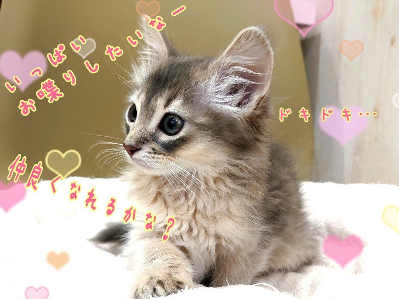 人懐っこく穏やかな性格でわんちゃんのように賢いソマリちゃん | ソマリ （130320） - 高井戸店