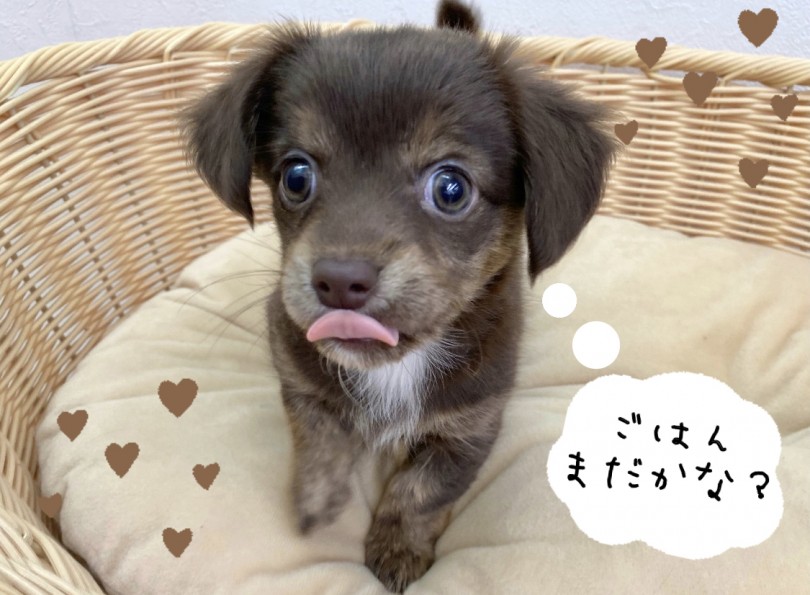 愛くるしさ満点なチワックスちゃんがお待ちしてます！ | MIX犬 チワックス （116555） - 下丸子店