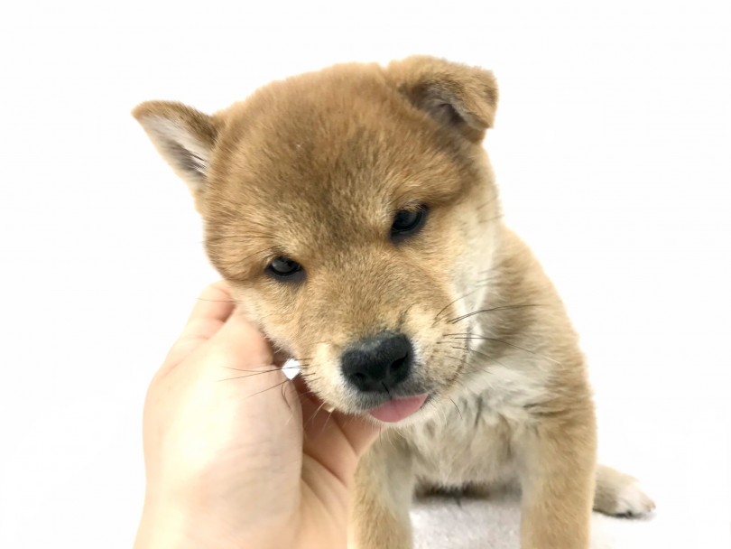 優しい！賢い！元気いっぱい！3拍子揃った優等生！ | 柴犬 （140638） - 横浜 元町店