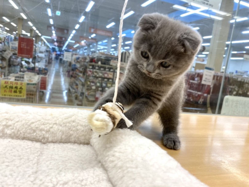 お家でも一緒に遊んであげてください！ | スコティッシュフォールド （118553） - 城山店