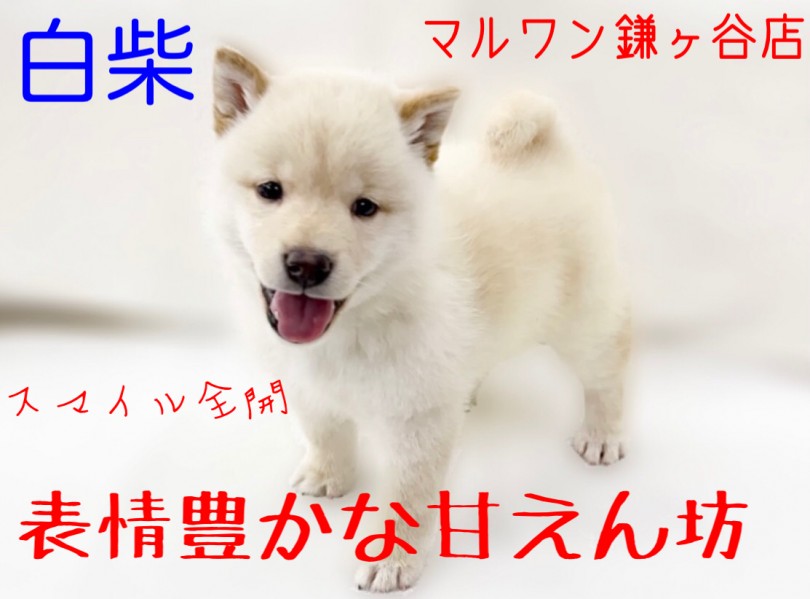 【 白柴 】トレーナーが語る白柴の魅力！柴犬に合ったトレーニングとは？