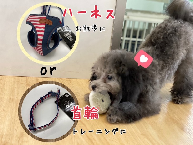 首輪とハーネスどっちが良いの？ | トイ・プードル （311990） - 港北ニュータウン店
