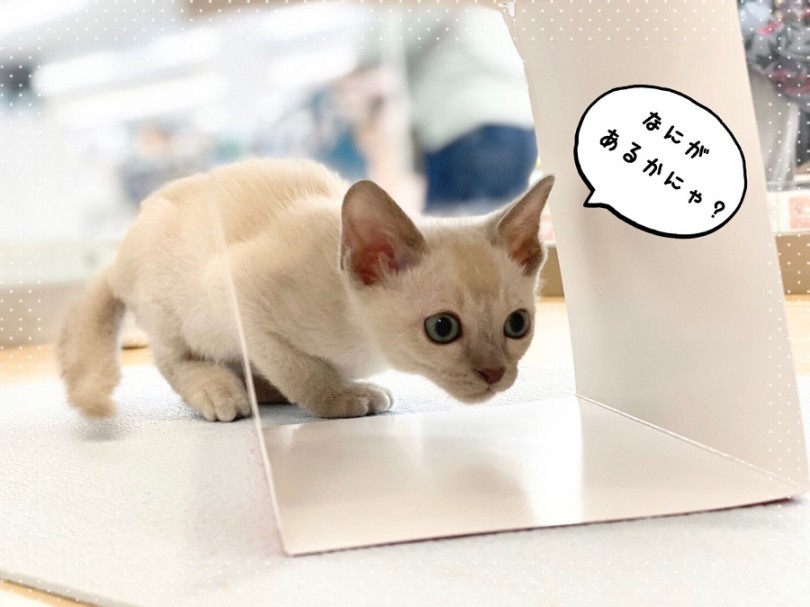 スタイル抜群の中型猫さん | トンキニーズ （312010） - 港北ニュータウン店