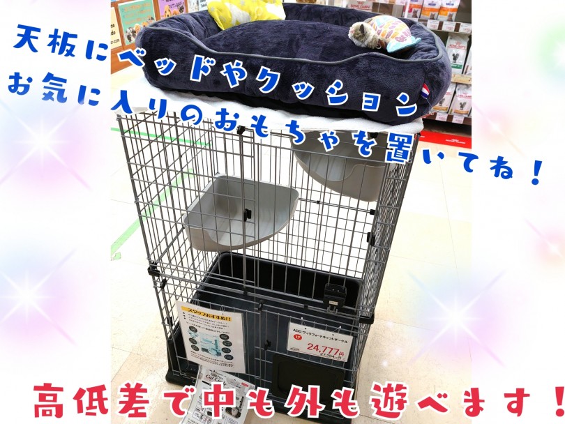 キャットサークル | プロが選ぶオススメ猫ちゃんグッズ！  子猫編！ - 高井戸店