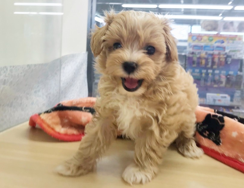 飼いやすいと言われる理由は性格にあり！ | MIX犬 マルプー （119282） - 梅島店