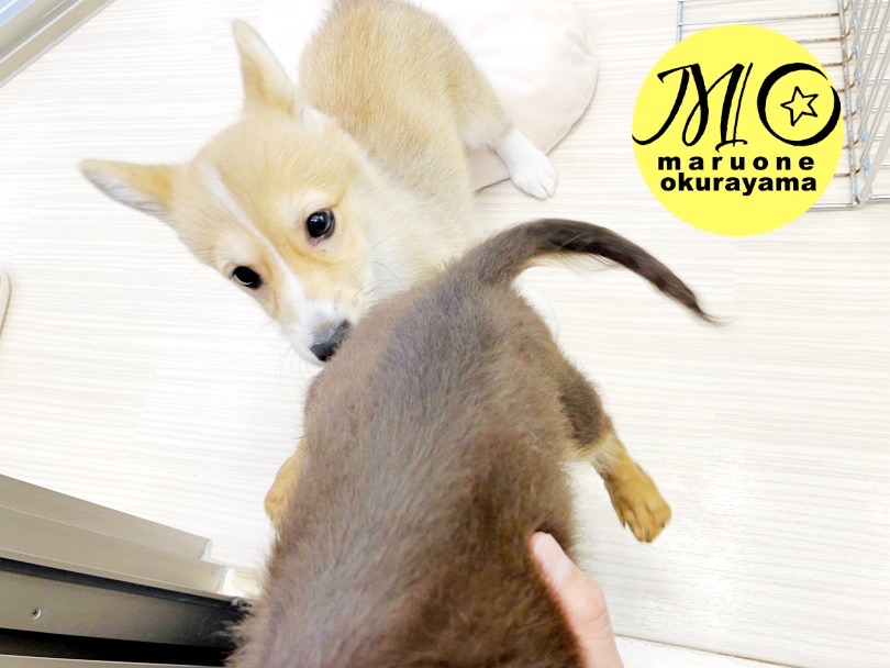 いきなりは禁物！まずはご挨拶から | ミニチュア・ダックスフント （6131005） - 横浜 大倉山店