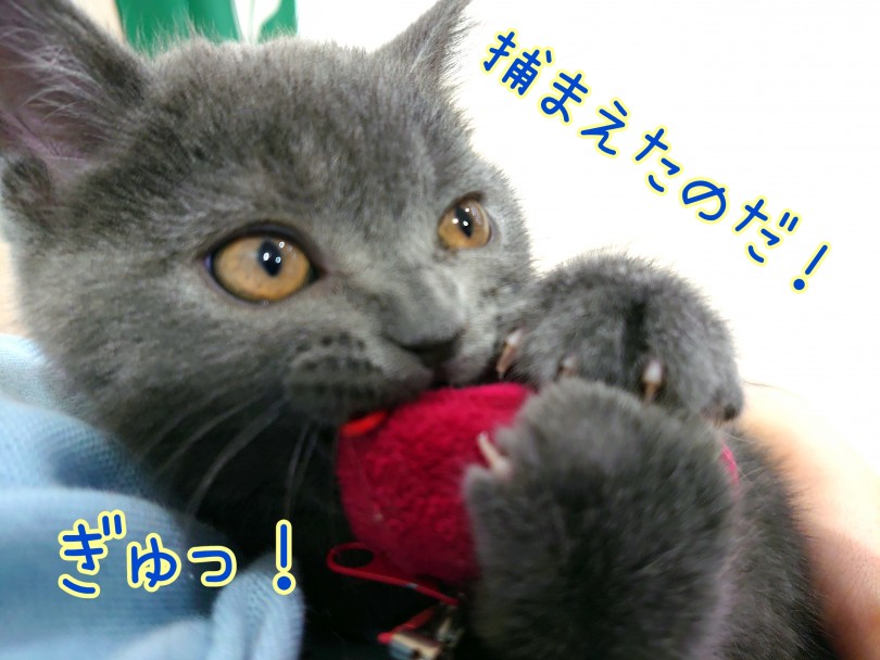 実は飼いやすいにゃんこ四天王！ | ブリティッシュショートヘア （130318） - 高井戸店