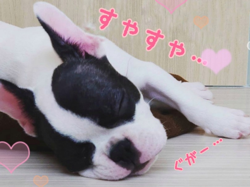 お留守番も任せて！ | フレンチブルドッグ （130291） - 高井戸店