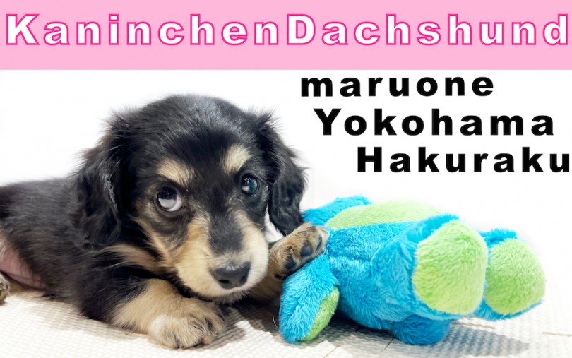 【 カニンヘンダックスフント 】ブラック＆イエロー！しつけの第一歩はココを触る！