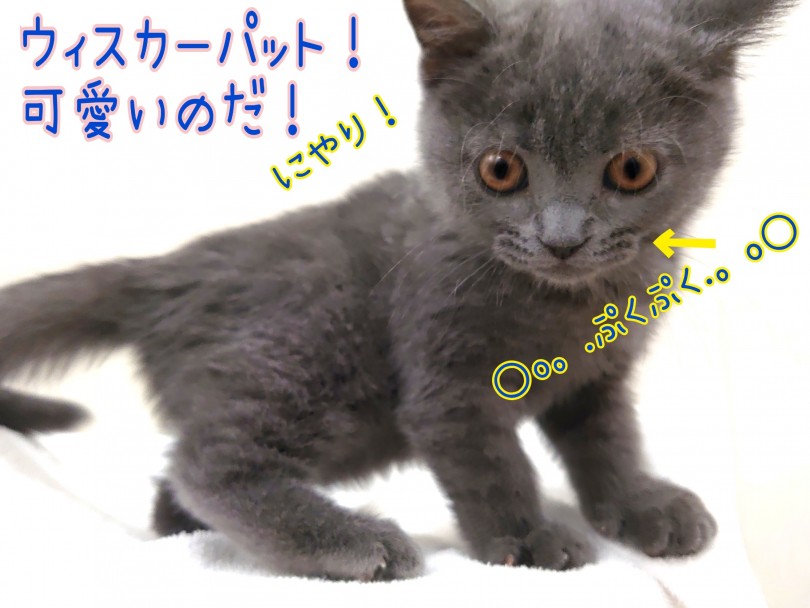 何もかもがまんまるです！Theまんまるにゃんこ！ | ブリティッシュショートヘア （130318） - 高井戸店